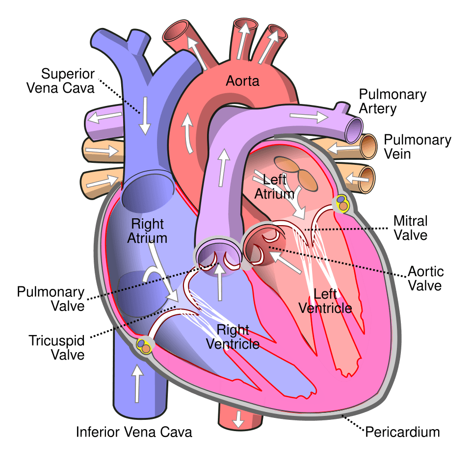 Labelled cross-section diagram of the human heart
